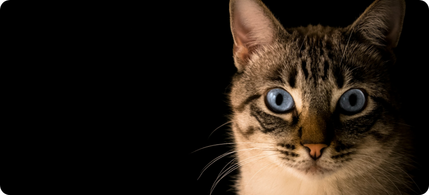 Chat domestique, prédateur de la faune sauvage
