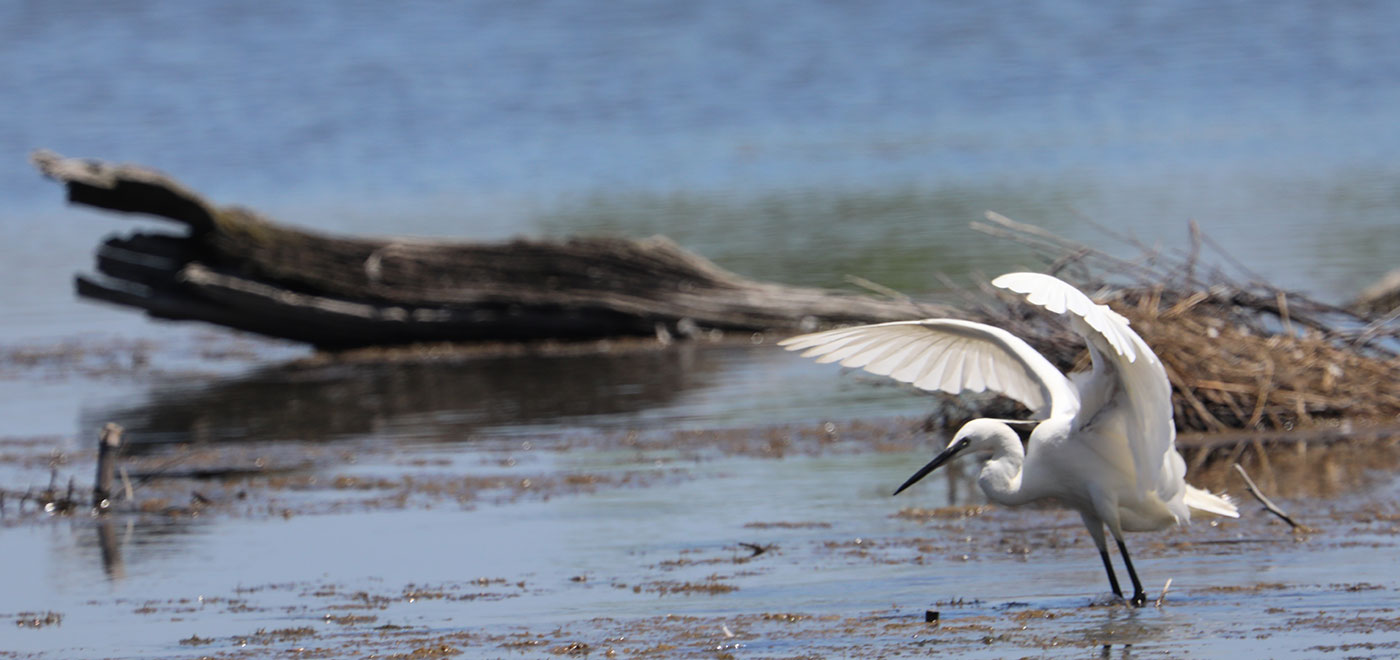aigrette garzette Nouvelle Aquitaine