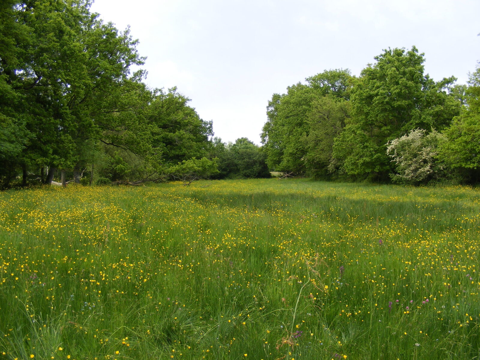Bocage