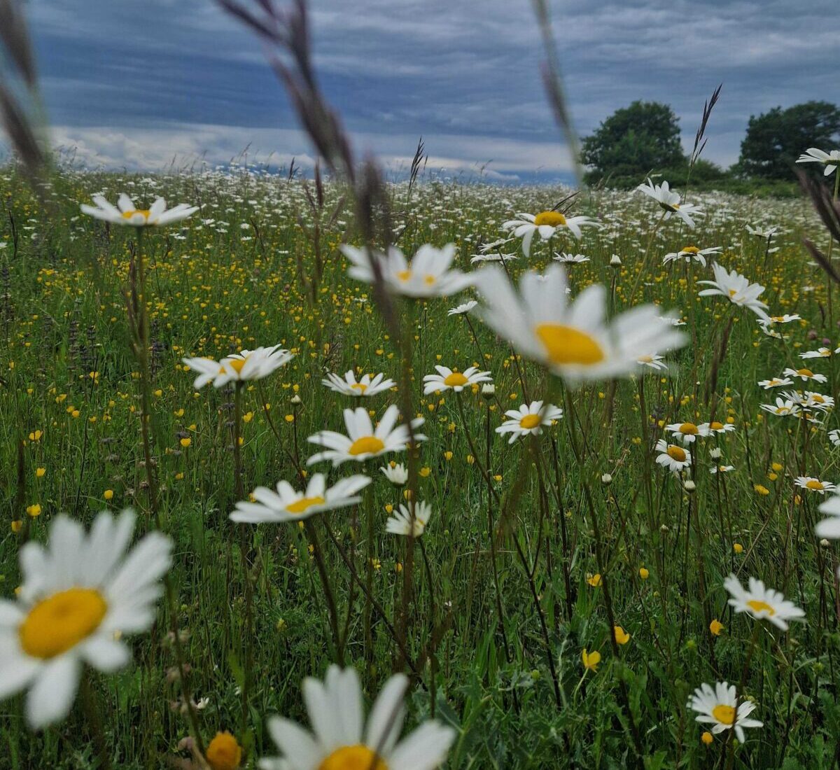 fleurs marguerites dans un champ