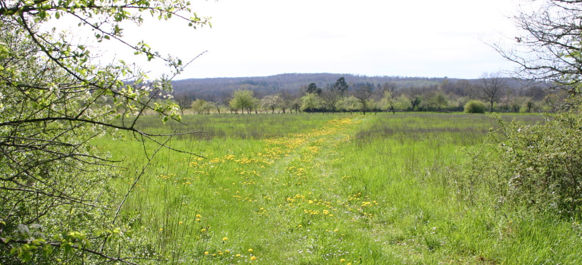 Prairie à Marthon (Charente)